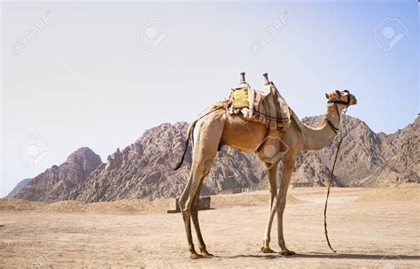 Adaptación de los animales del desierto a temperaturas extremas