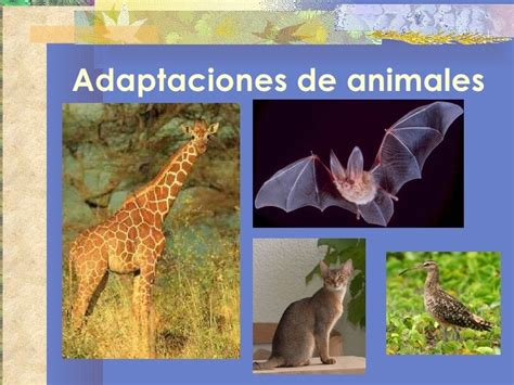 Adaptaciones de Animales en las Praderas para la Supervivencia