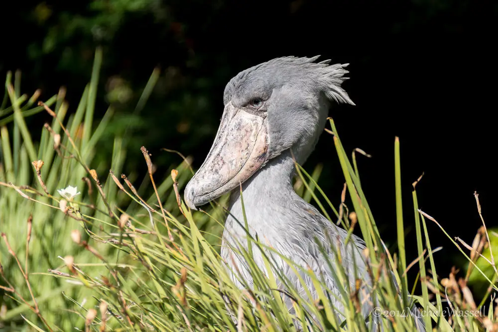Animal más grande de los ecosistemas acuáticos: Descubre al gigante del mar