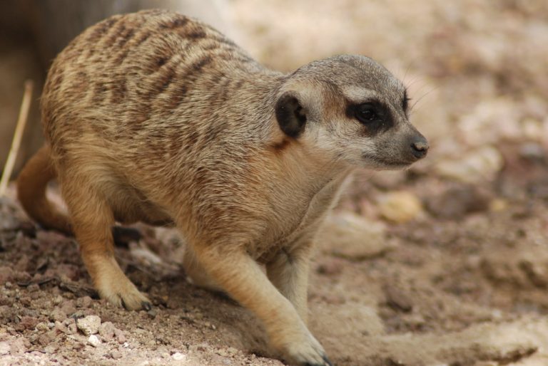 Animales en las Praderas: Especies Clave y Su Rol Ecosistémico