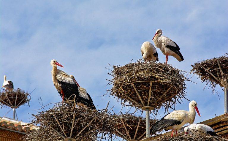 Animales migratorios en la tundra: Rutas y especies
