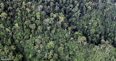 Bosques tropicales: impacto en la economía y beneficios clave