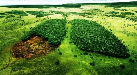 Consecuencias de la Pérdida de Biodiversidad Urbana: Impacto en Nuestro Entorno