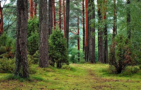 Conservación de Bosques y Biodiversidad: Técnicas Efectivas para Proteger el Entorno Natural