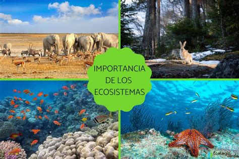 Conservación de ecosistemas: Cómo promoverla a nivel local y global
