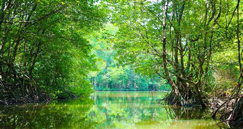 Preservar hábitats de manglares: estrategias efectivas para su conservación