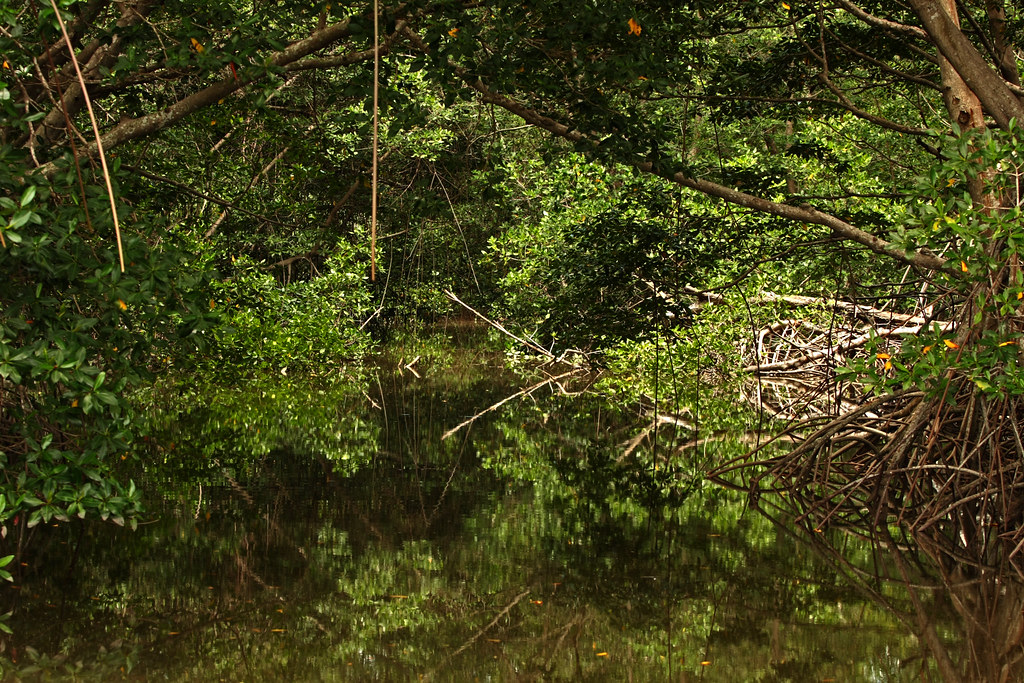 Conservar ecosistemas: la clave tras los impactos ambientales