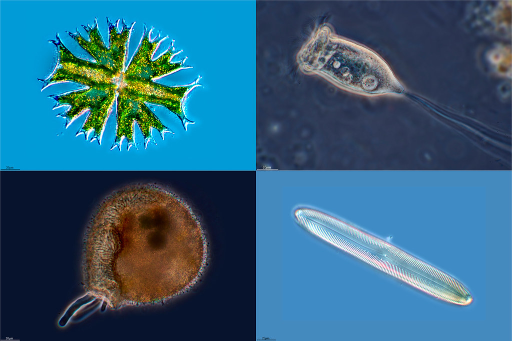 Ecosistemas Biocenosis