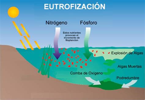 Efectos de la eutrofización en ecosistemas acuáticos: Impactos y Consecuencias