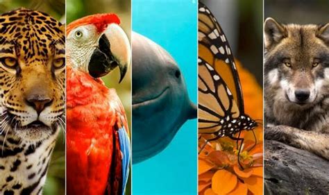 Reservas Naturales: Esenciales para Salvar Especies en Peligro de Extinción