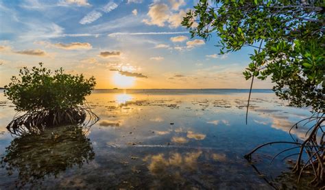 Ecosistemas costeros: su vital importancia para el clima