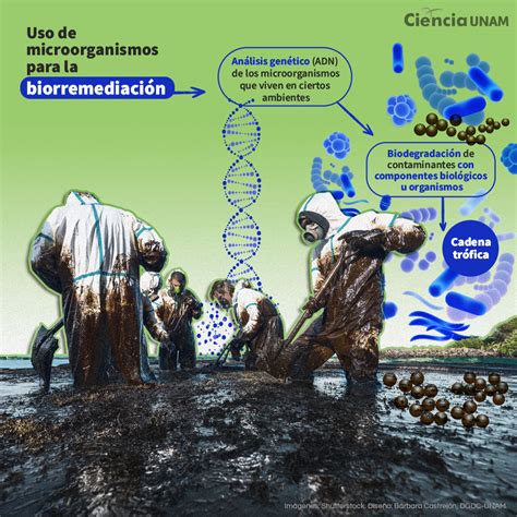 Microorganismos en los Ecosistemas: Su Papel Crucial y Funciones Clave