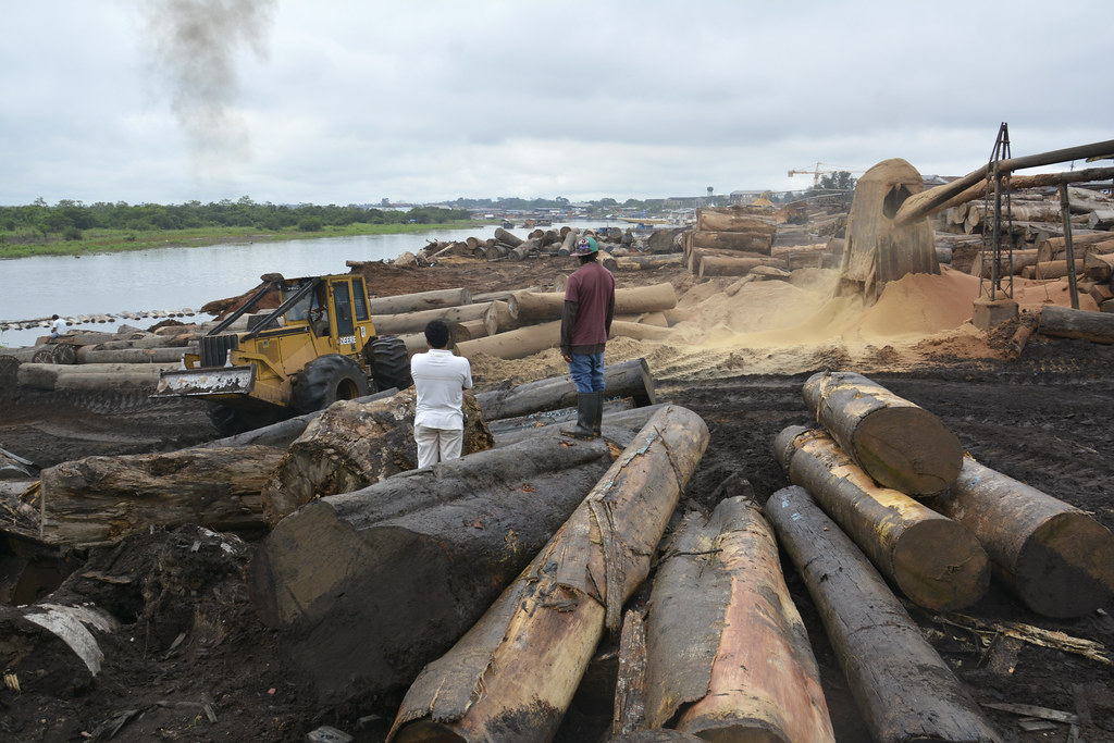 Impacto de la Deforestación en los Ecosistemas: Efectos y Consecuencias