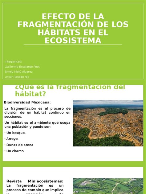Fragmentación de hábitats: Impacto en la biodiversidad