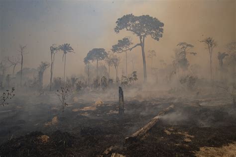 Impacto del cambio climático en bosques y selvas
