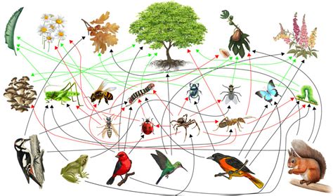 Importancia de las Interacciones Ecológicas en los Ecosistemas