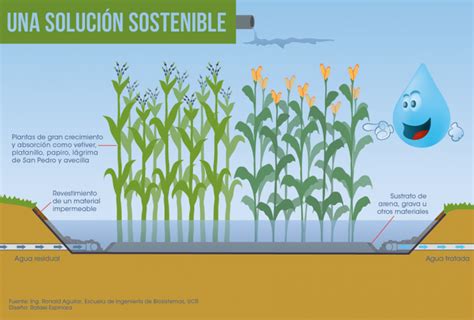 Humedales en el Tratamiento de Aguas Residuales: Su Importancia y Función
