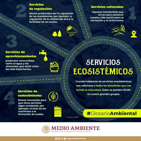 Relación entre ecosistemas y servicios ecosistémicos: Esencial para la sostenibilidad