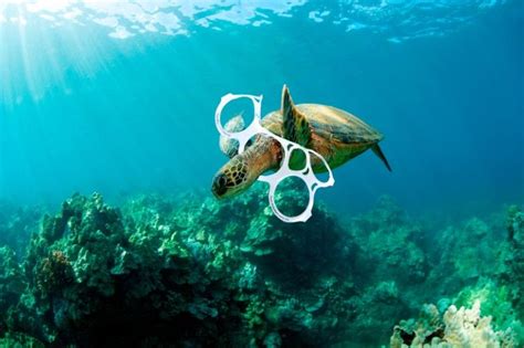 Amenazas a la biodiversidad marina: principales riesgos para nuestros océanos