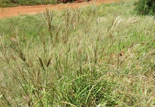 Ecosistemas de Praderas y Sabanas: Principales Tipos y Características