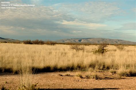 Mejores prácticas para gestionar pastizales de manera efectiva