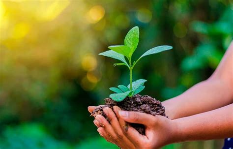 Motivar a los jóvenes en la conservación ambiental: Estrategias efectivas y consejos prácticos