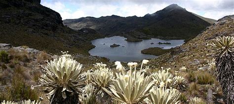 Páramo: Biodiversidad y Ecosistemas Únicos