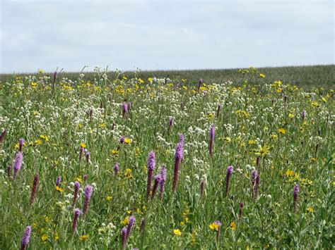 Reducción del impacto del cambio climático en praderas: estrategias efectivas