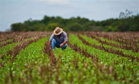 Agricultura Urbana: Retos y Oportunidades para el Futuro