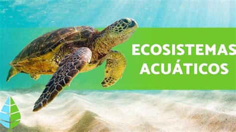 Sostenibilidad: Clave para la Salud de los Ecosistemas Acuáticos