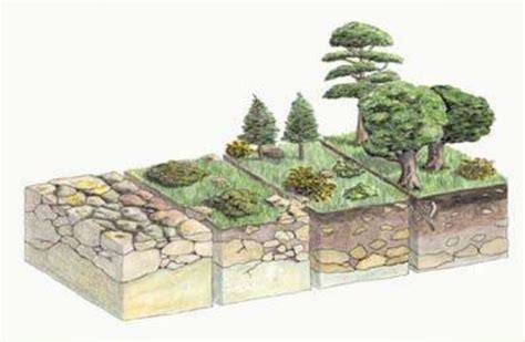 Sucesiones ecológicas en praderas: definición y aplicaciones