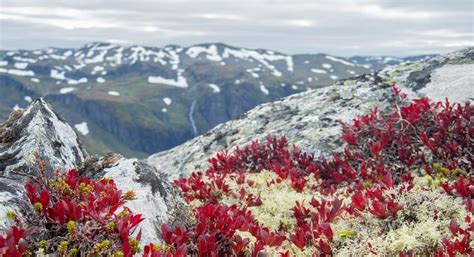 Ecosistemas de Tundra: Fauna y Flora en Áreas Árticas