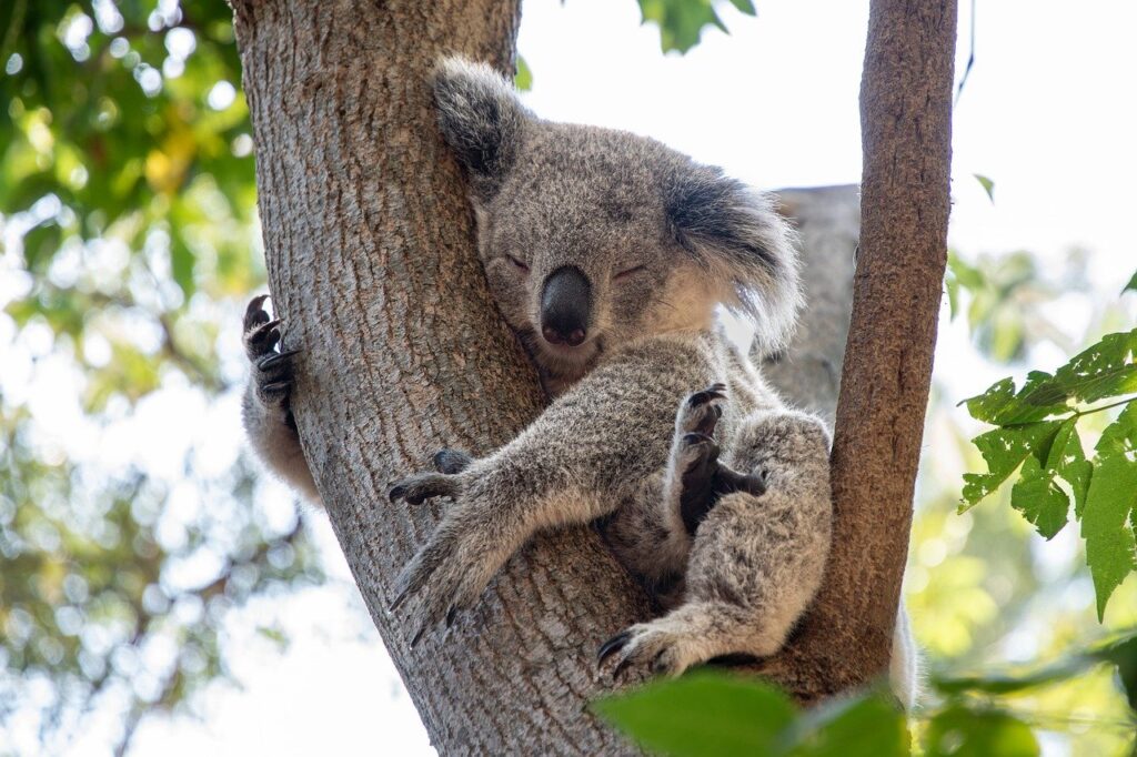 Características de los koalas