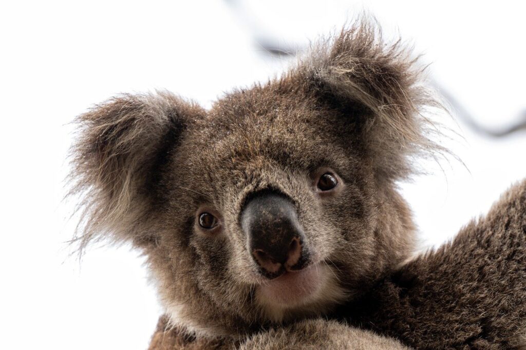 Ciclo de vida de los koalas