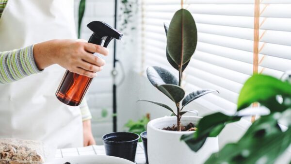Bicarbonato: Protege tus plantas de plagas eficazmente