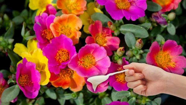 Yogurt natural: Cuántas cucharadas benefician tus plantas